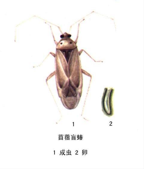 中捷四方牧草盲蝽信息素诱芯物理防治危害棉花玉米小麦豆类蔬菜