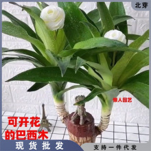 巴西木水养幸运木格鲁特树人绿植小盆栽带芽室内水培好养开花植物