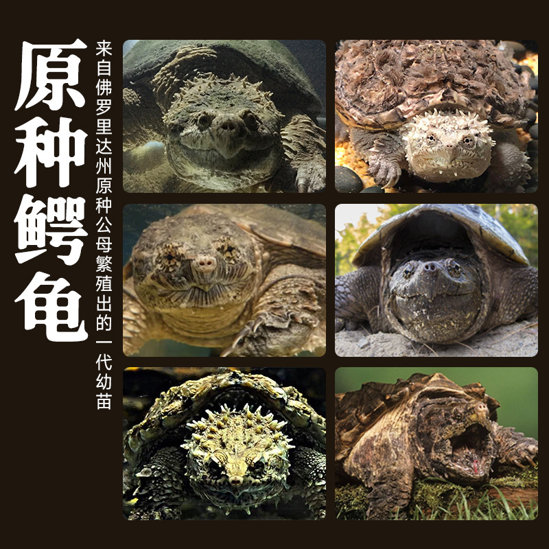 北美小鳄龟苗活物宠物龟观赏龟杂佛食肉龟水龟外塘凶猛小乌龟活物