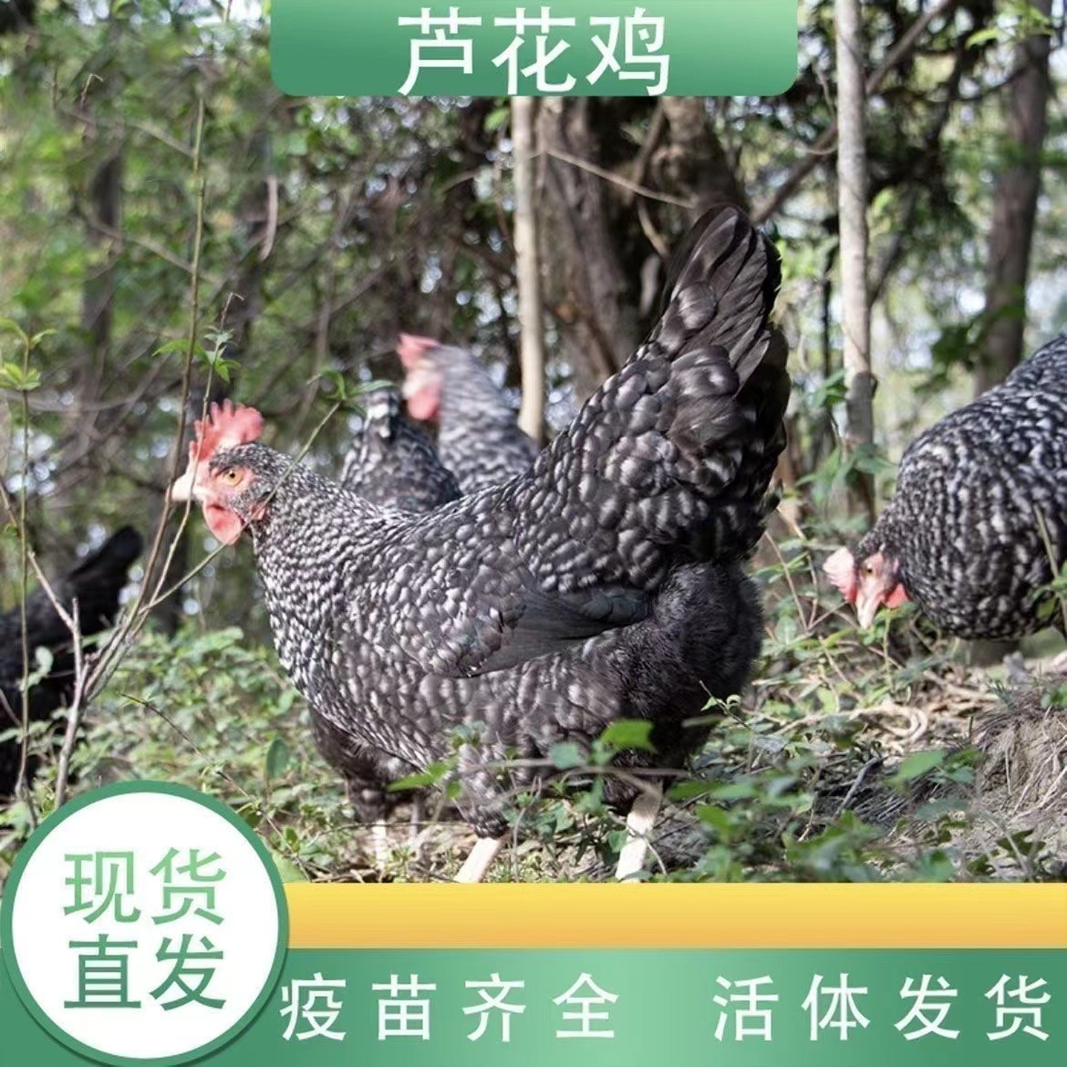 芦花鸡活苗纯种 一斤重汶上高产蛋芦花鸡活苗 绿壳蛋芦花鸡苗