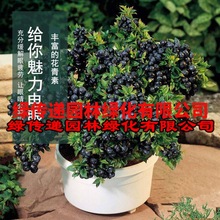 四季蓝莓苗 盆栽地栽当年结果室内庭院 南方北方种植蓝莓苗果树苗