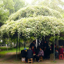 庭院爬藤攀援植物七里香黄白红木香花苗四季蔷薇室内阳台花卉爬墙