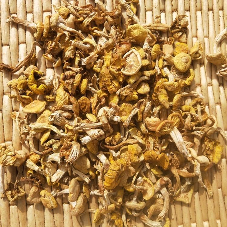 小黄蘑菇榆黄蘑干货蘑菇松树菌黄油菌香菇小鸡炖蘑菇东北特产