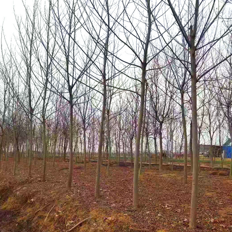 批发乔木基地批发公分粗枫杨树枫杨大树苗荒山湿地护坡造林苗木