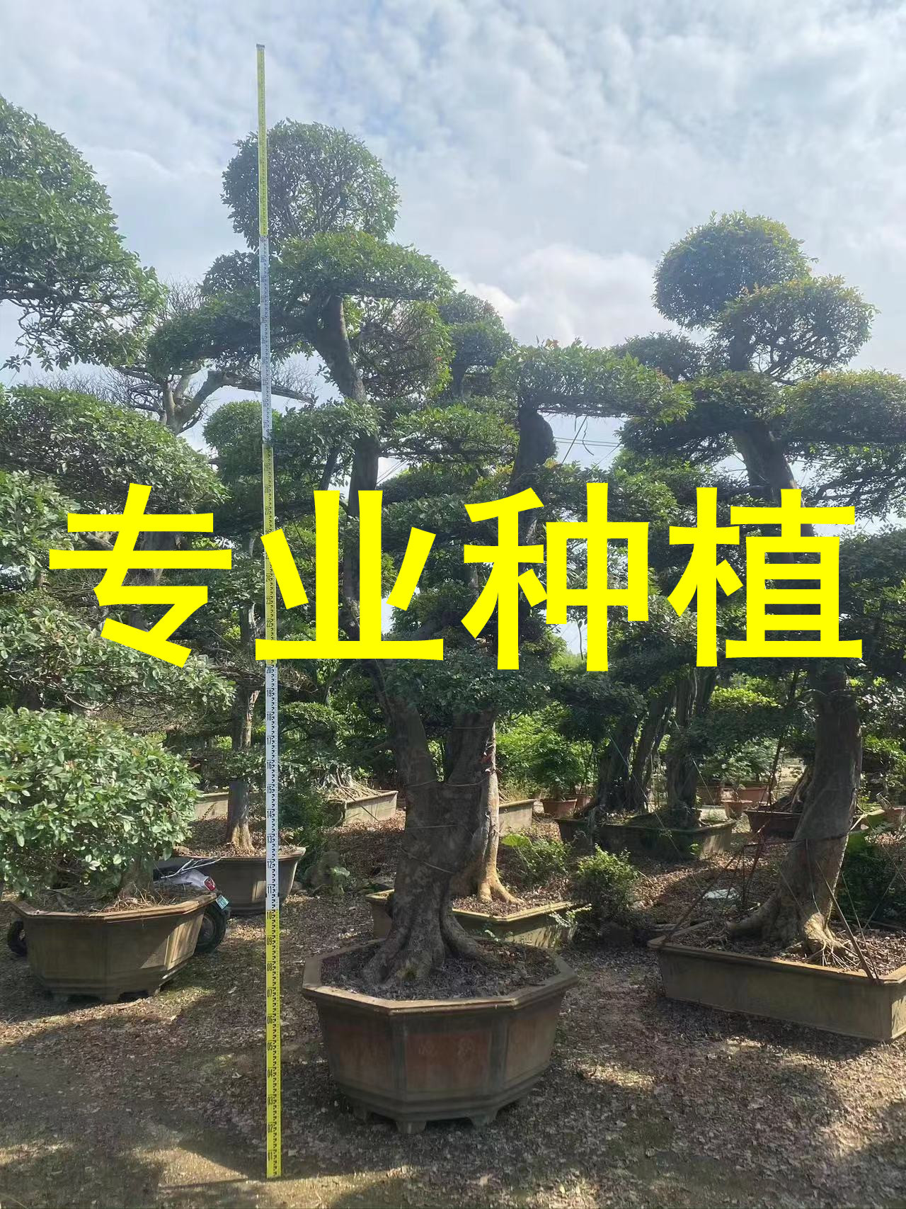 福建s造型榆树桩头价格 漳州榆树桩景报价 浙江榆树盆景种植基地