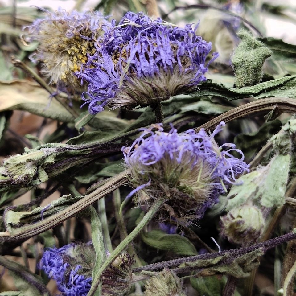 云南红河灯盏花 整颗灯盏花 灯盏花粉 灯盏细辛包邮