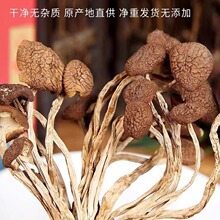 2023云南农家茶树菇干货甄选不开伞切根新鲜茶薪菇香菇蘑菇500g