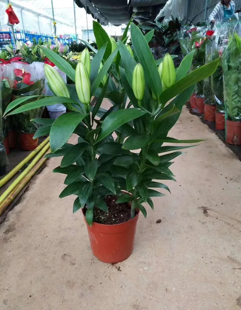 香水百合种球重瓣大球黄霸天百合花种球盆栽花卉绿植物室内好养活