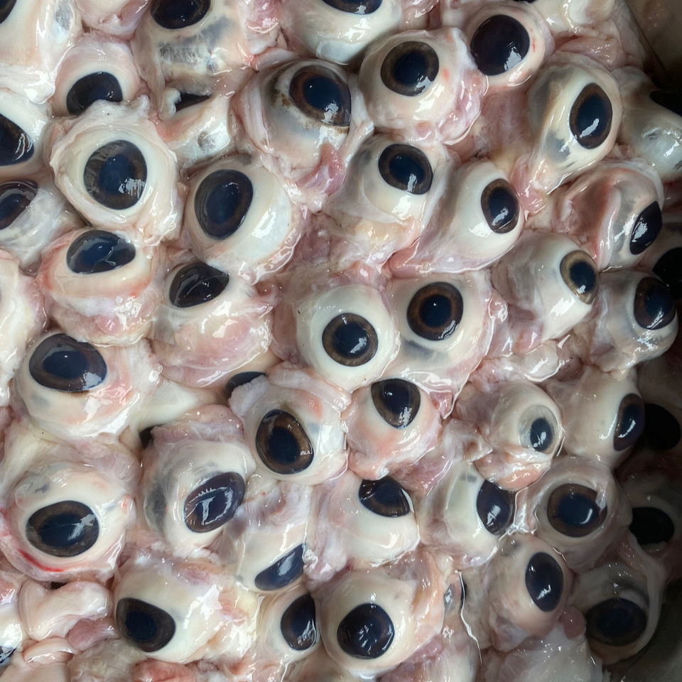 国产新鲜冷冻猪眼睛,烧烤新品,2斤约50颗左右,当天当天取