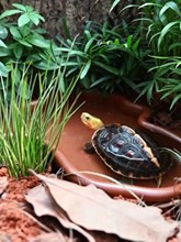 养龟专用盆龟盆水陆两用半水龟饲养箱黄缘龟宠物爬宠造景两用缸跨