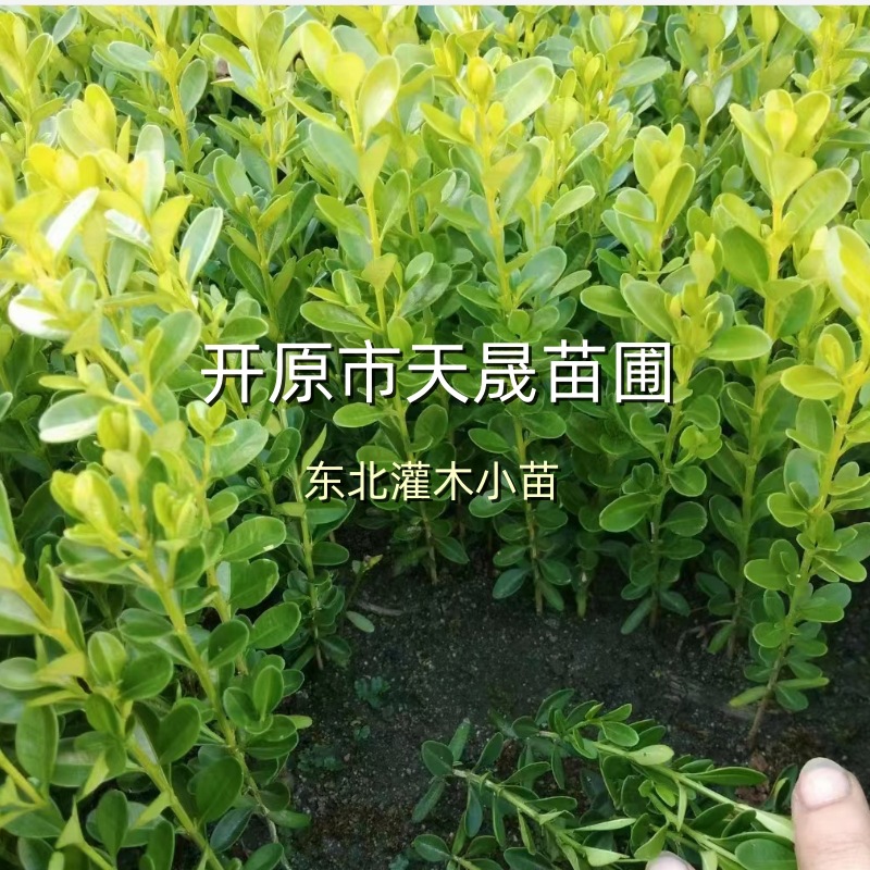 文冠果树 状元树 果树 小区园林绿化树 市政工程树-阿里巴巴