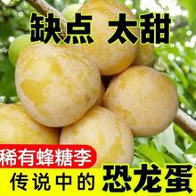 蜂糖李太甜稀有李四川种植脱骨脆甜半边红茵红土整箱批发一件代发