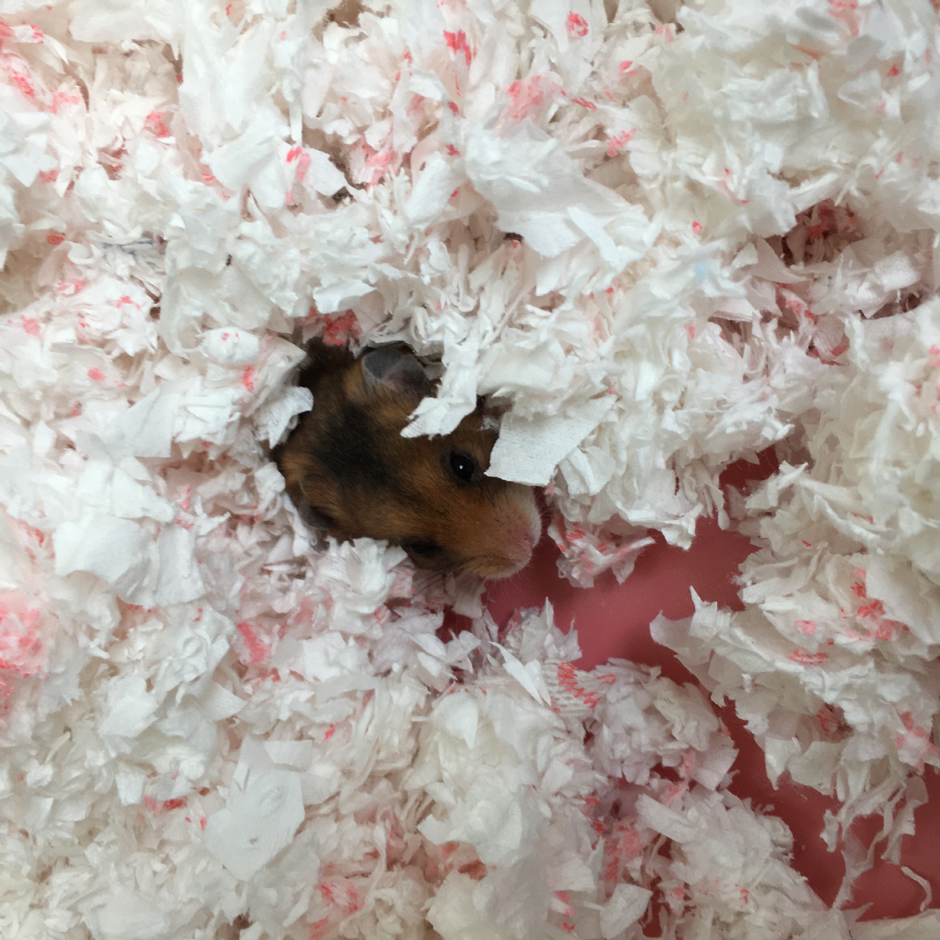 仓鼠纸棉厂家批发无纺布纸屑小宠物除臭金丝熊垫料无尘彩色垫纸