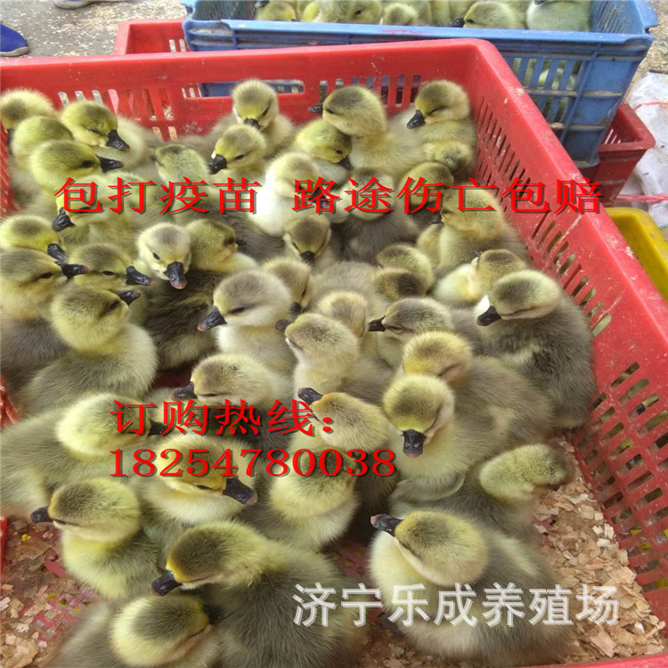 大品种灰狮头鹅出 灰鹅杂交鹅苗出售 鹅苗脱温苗价格 -阿里巴巴