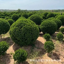 大叶黄杨球5-10年球类常绿灌木众泽种植基地青州黄杨批发