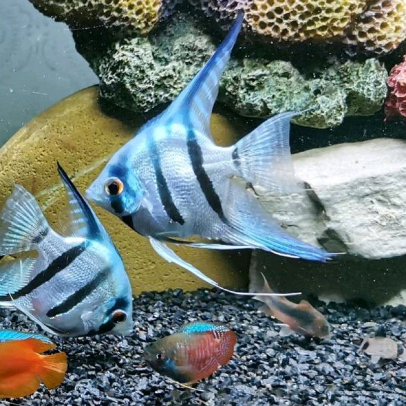 七彩神仙鱼 热带鱼观赏鱼活体燕鱼秘鲁璃墨燕蓝魔鬼小型鱼苗免邮