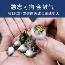 潜水艇河豚鱼小型金娃娃观赏河豚鱼热带鼓气生气汽水鱼宠物网红