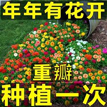 重瓣太阳花种子四季开花阳台室外庭院绿植种籽耐旱晒花园网红楼顶