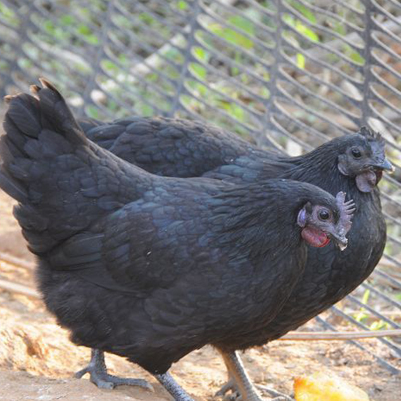 五黑鸡活苗价格绿壳多蛋鸡苗纯种放养五黑鸡种蛋价格鸡苗活体出售
