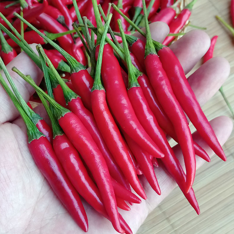 广西小米椒红米椒新鲜辣椒红尖椒超辣朝天椒农家特产自种蔬菜整箱