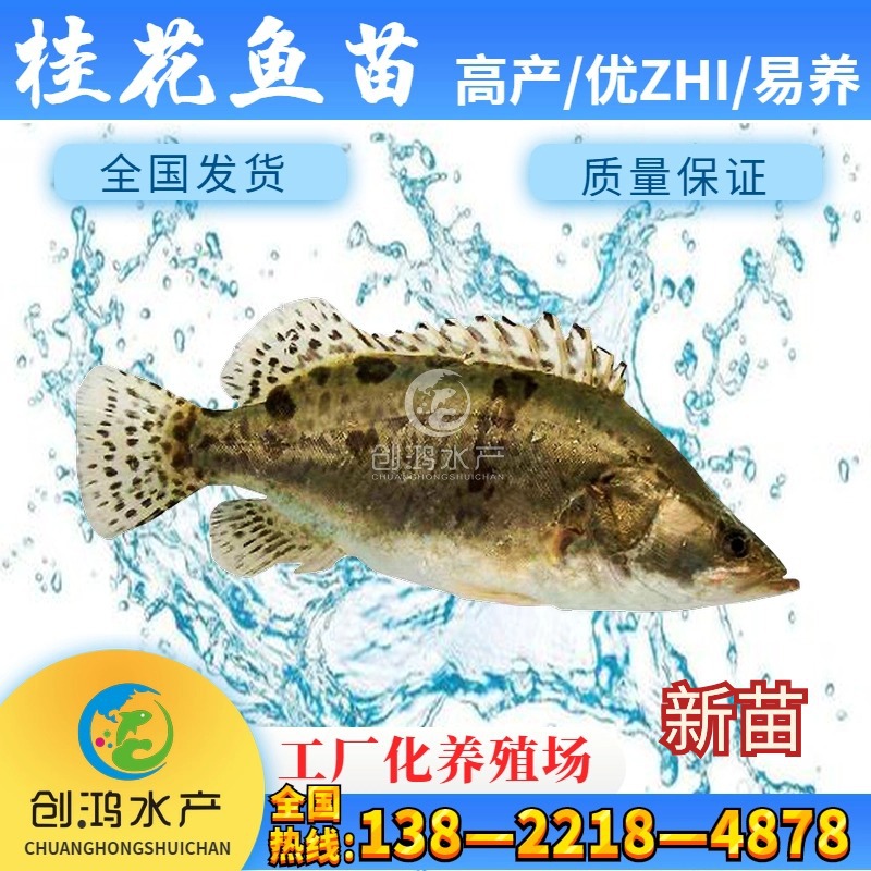 基地直销 优质桂花鱼苗 翘嘴桂花鱼苗 饲料鳜鱼苗 饲料桂鱼苗