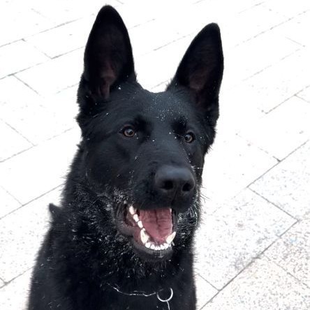 纯种东德国牧羊犬幼犬活体黑背纯黑帅气警犬短毛看家护院东德正宗