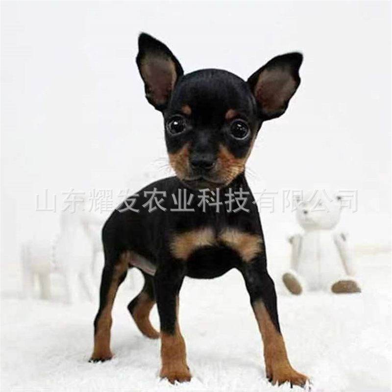 出售小鹿犬幼犬铁包金棕色迷你杜宾犬小型狗不掉毛宠物狗活体狗狗