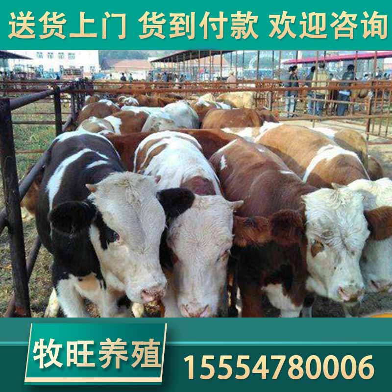 牛苗批发价格  养10头牛犊一年的利润  水牛苗多少钱一头