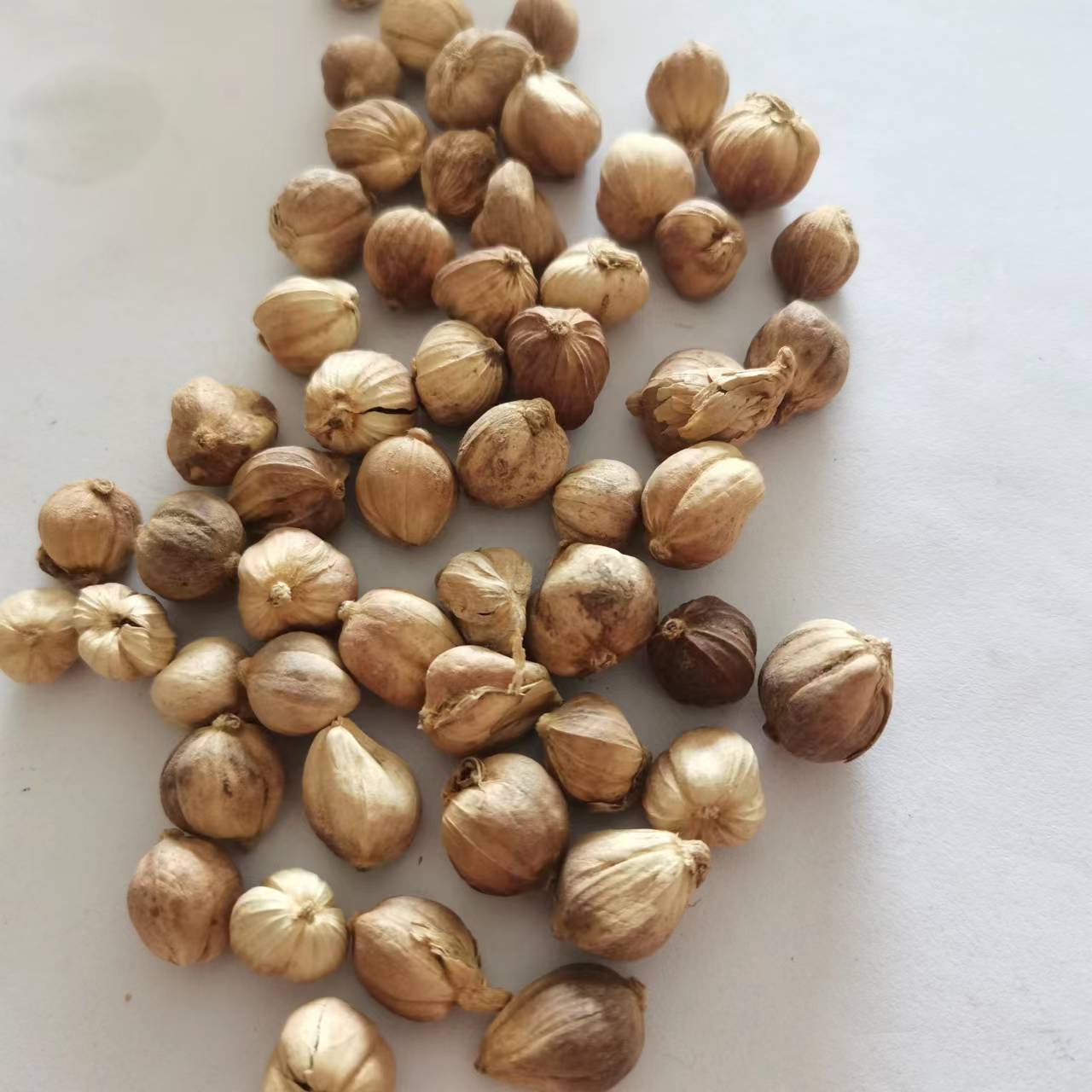 白扣 白蔻 白豆寇 豆蔻熏硫粒大饱满 量大从优 产地直销同稳药材