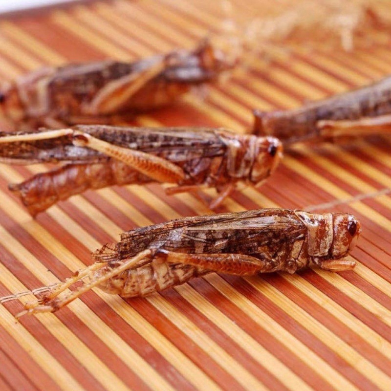 油炸蚂蚱新鲜香辣蝗虫山东特产即食昆虫蚱蜢零食小吃蝗虫美食批发