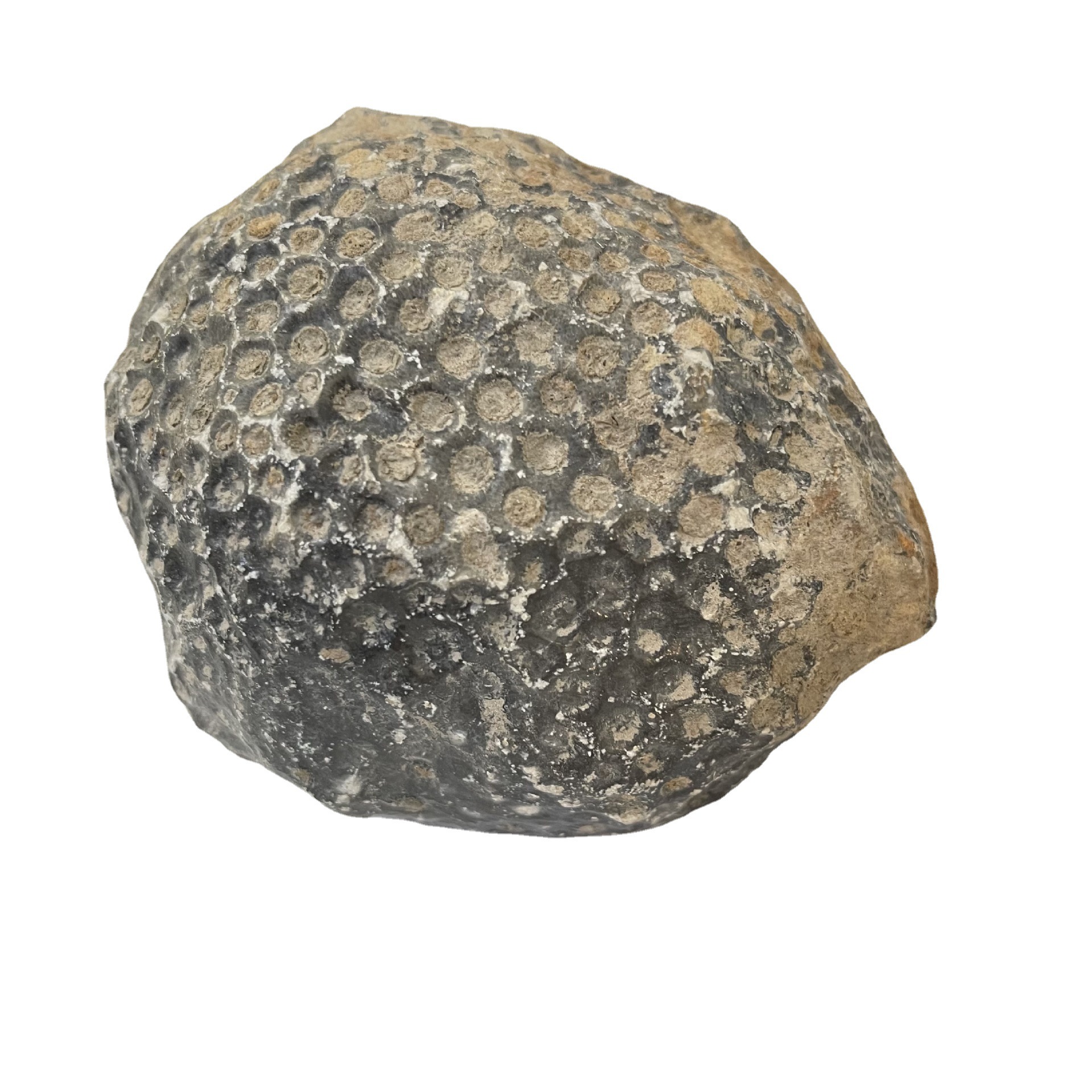 古生物化石蜂巢珊瑚 天然海洋化石轴管珊瑚 标本摆件