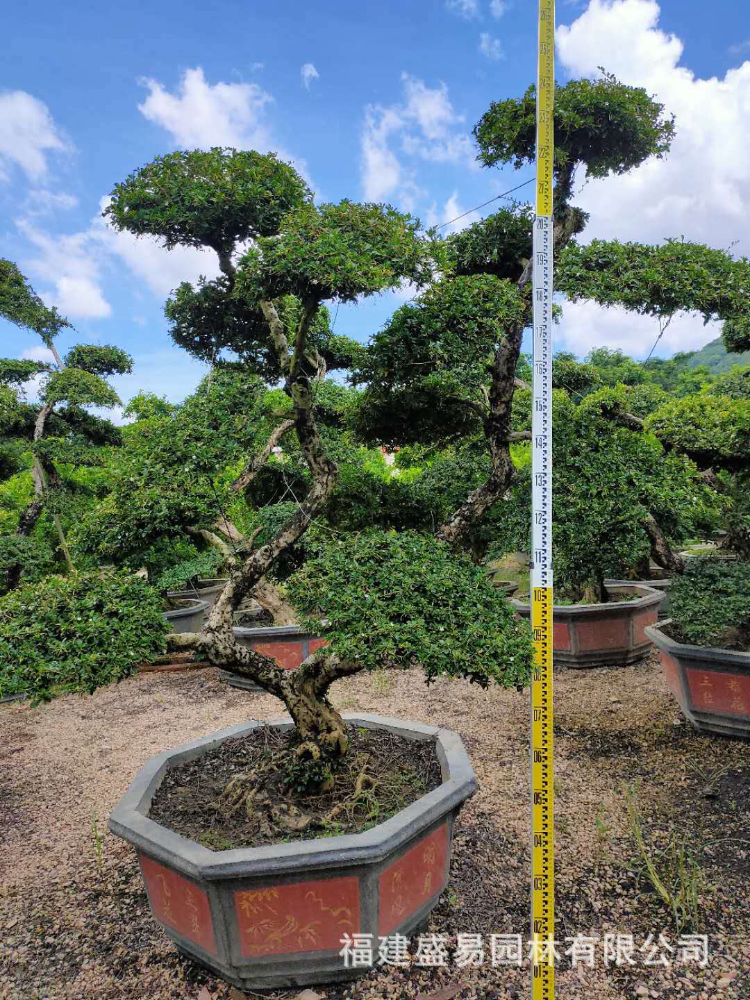 福建茶盆景产地种植基地 福建茶桩头价格 造型福建茶树桩大量批发
