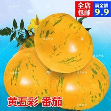 新品黄五彩番茄种子 黄迷彩小西红柿 水果番茄籽无限生长蔬菜种子