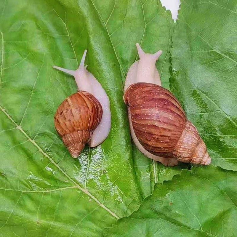白玉蜗牛批发活体宠物小蜗牛观赏蜗牛实验课大蜗牛白玉蜗牛可食用