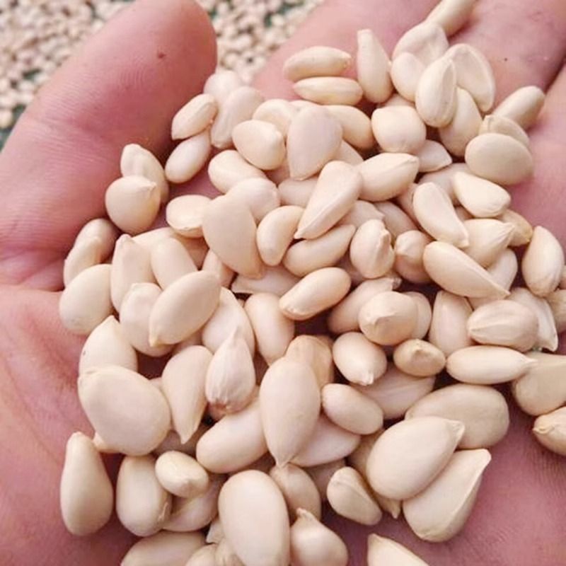 枸橘种子枳壳种籽子枸桔积壳树苗嫁接砧木带刺篱笆有刺栅栏种孑