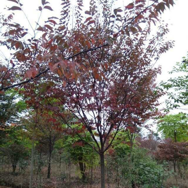 【跨境供货】绿化苗木小叶红榉树苗血举树苗庭院绿化树苗风景树榉