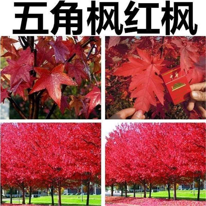 五角枫种子三角枫种子青枫种子红枫种子美国红枫树种子鸡爪槭籽