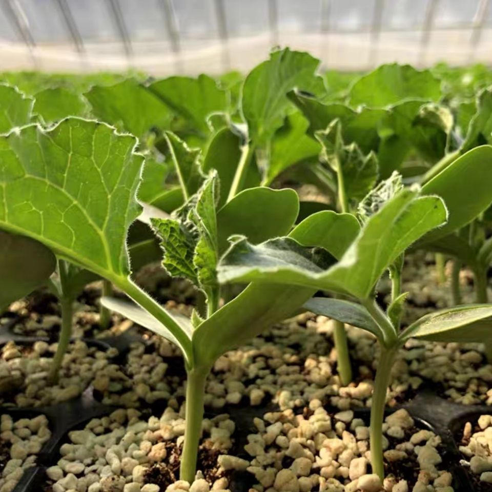 小葫芦苗文玩葫芦苗手捻亚腰葫芦苗庭院阳台观赏大中小美国葫芦苗