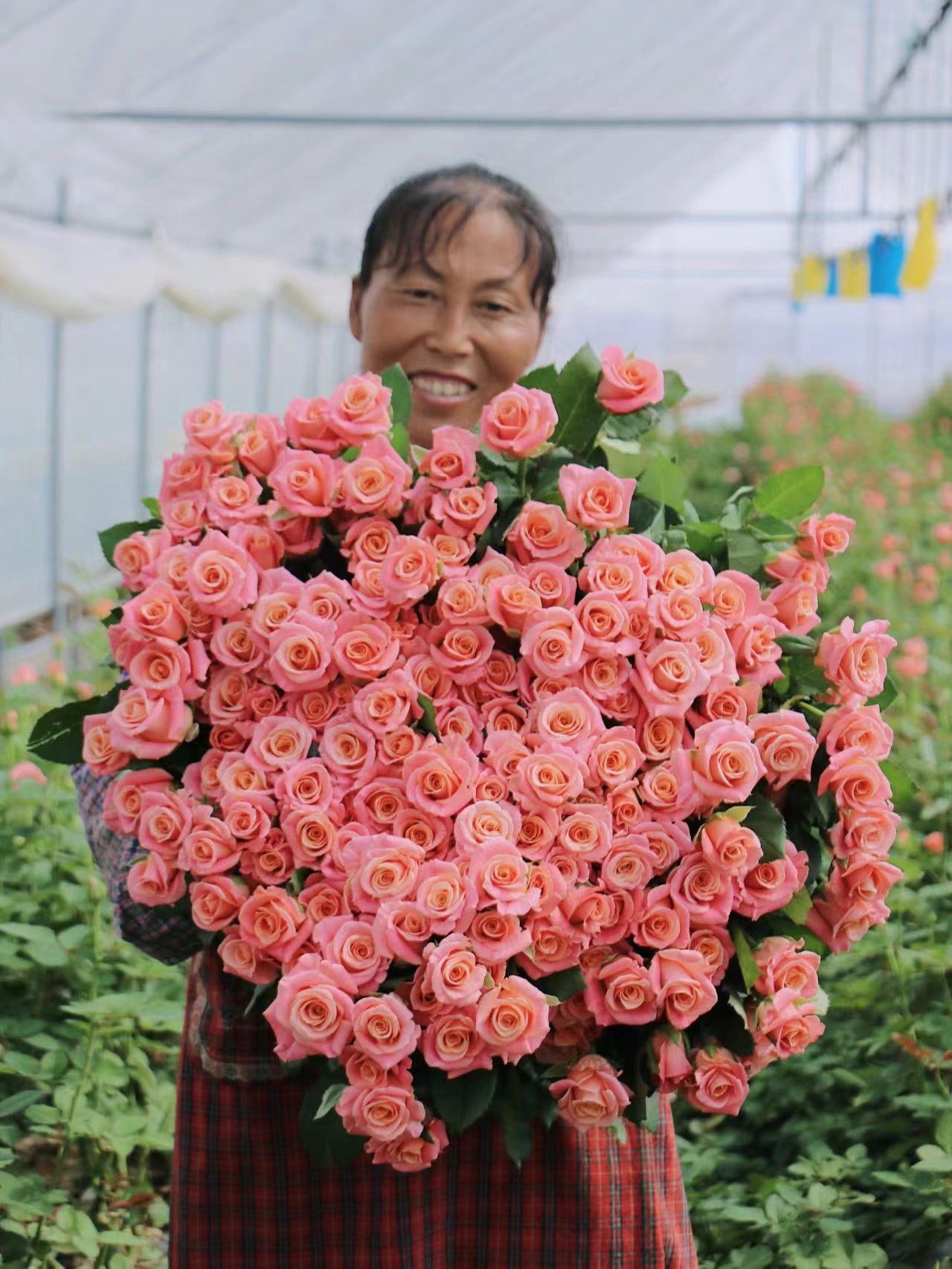 云南鲜花粉色玫瑰猪朱小姐基地现采鲜切花批发零售花店家庭用花