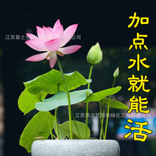 碗莲水培植物花卉室内花好养种子籽荷花盆栽客厅睡莲四季开花水养