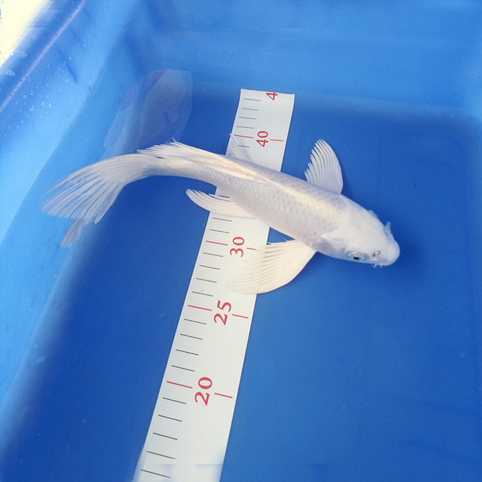 包邮纯种锦鲤白金龙凤短尾活鱼活体招财转运鱼镇宅(不分长短尾)