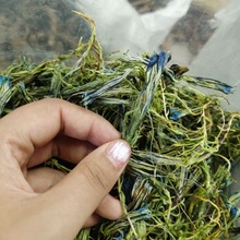 龙胆花虞美人新货西藏产地大货供应一件代发