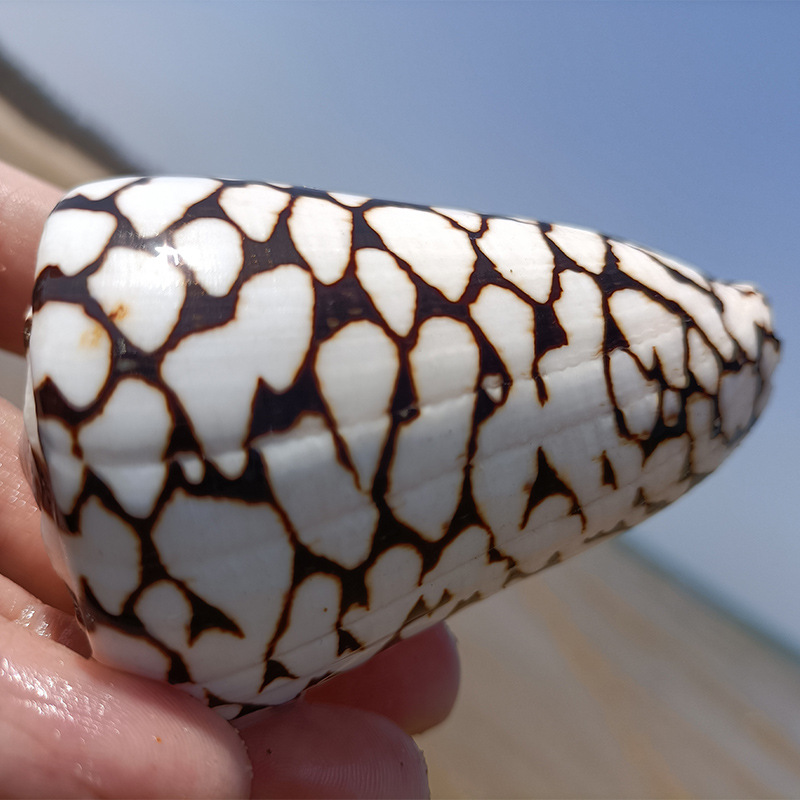 天然海螺黑玉米螺 鱼缸造景贝壳海螺工艺品 旅游纪念礼品