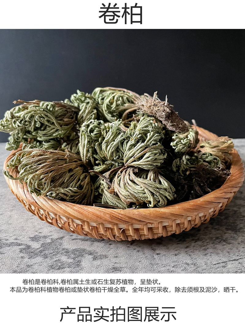 批发卷柏 供应石上柏 新鲜干货深绿卷柏 龙鳞草 还阳草九死还魂草