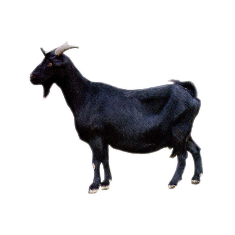 如何培育黑山羊出售肉羊 黑山羊苗 自家养殖幼苗欢迎咨询商