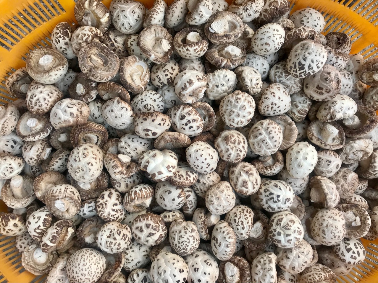 泌阳天白花菇干货剪脚剪脚干香菇冬菇肉厚蘑菇食用菌农产品批发