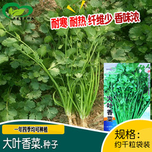 中研大叶香菜种子 农田菜园盆栽阳台四季种植纤维少香味浓香菜籽