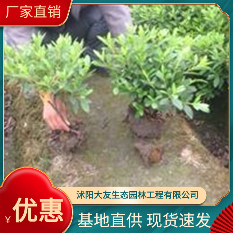 毛杜鹃价格 锦绣杜鹃 福建种植基地批发 低价批发