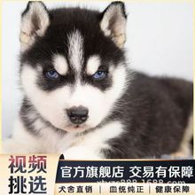 纯种哈士奇幼崽二哈幼犬三把火宠物狗狗活体雪橇犬家养中型工作犬