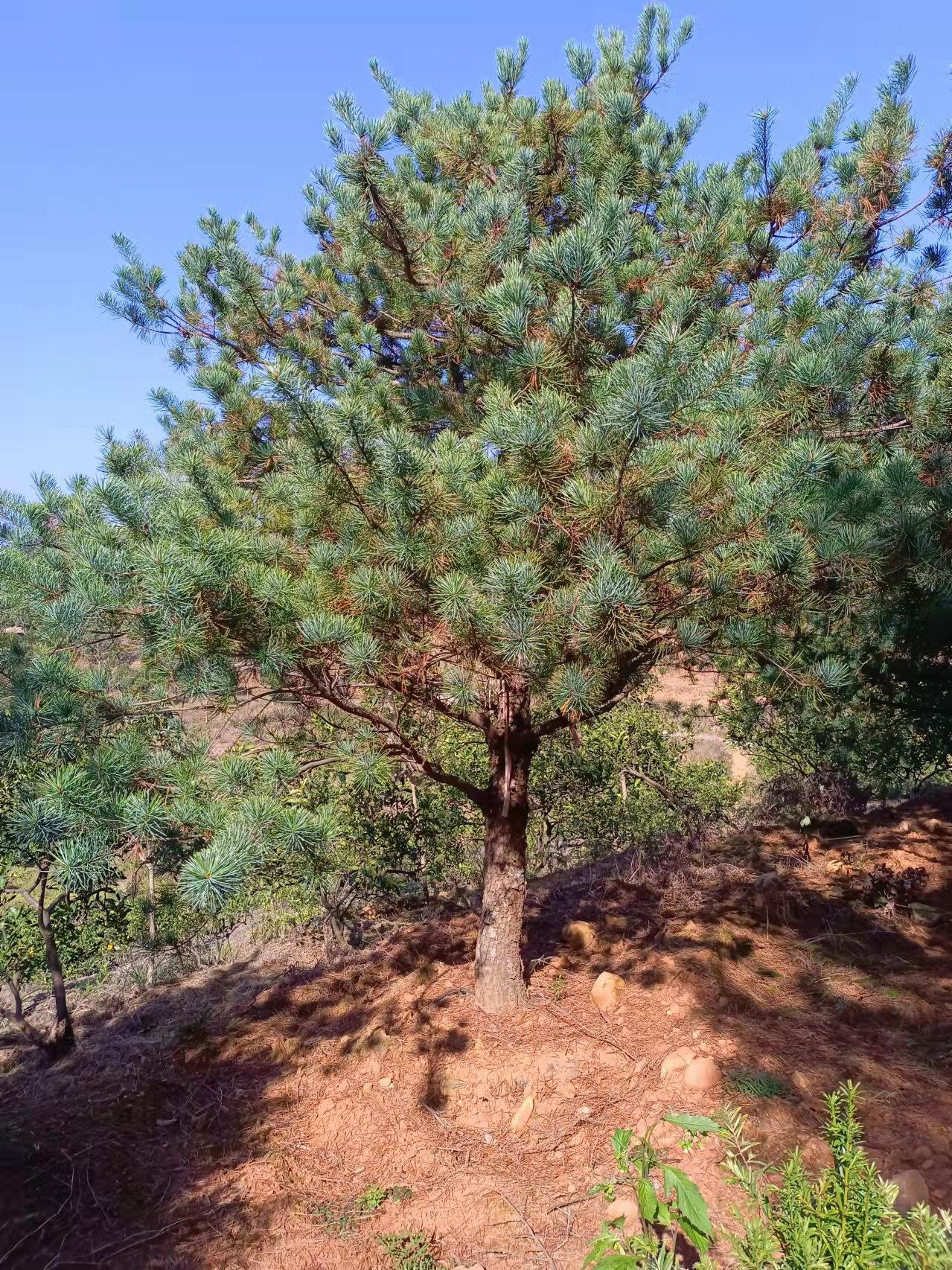 基地供应五针松树苗黑松小苗黑松五针松岩松盆栽盆景杯苗量大优惠